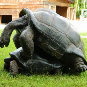 ALDABRA BREEDER