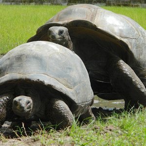 ALDABRA BREEDER