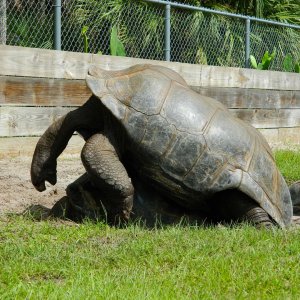 ALDABRA BREEDER