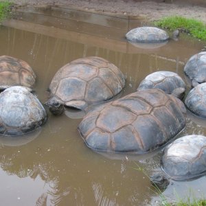 ALDABRA BREEDER