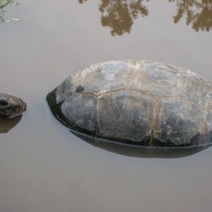 ALDABRA BREEDER