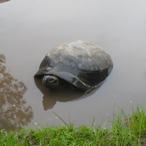 ALDABRA BREEDER