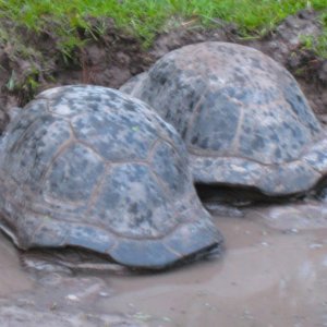 ALDABRA BREEDER