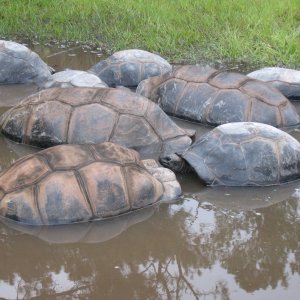 ALDABRA BREEDER