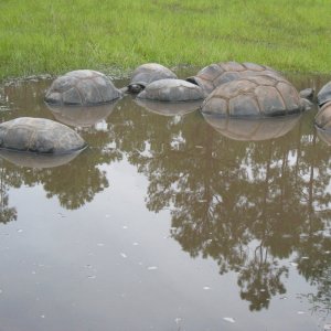 ALDABRA BREEDER