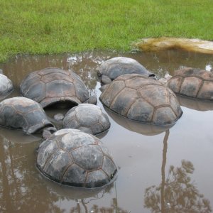 ALDABRA BREEDER
