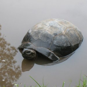 ALDABRA BREEDER