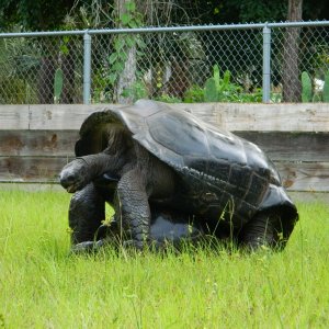 ALDABRA BREEDER