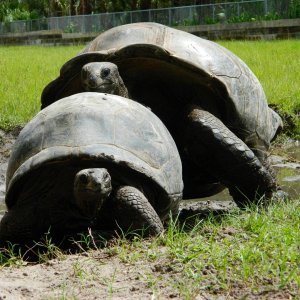 ALDABRA BREEDER