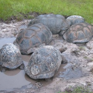 ALDABRA BREEDER