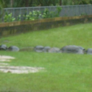 ALDABRA BREEDER