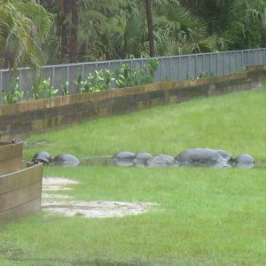 ALDABRA BREEDER