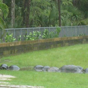 ALDABRA BREEDER
