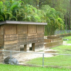ALDABRA BREEDER