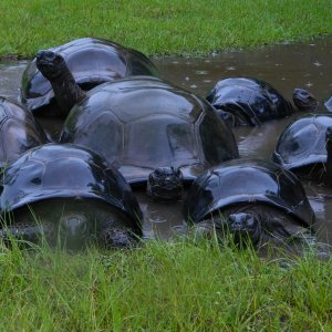 ALDABRA BREEDER