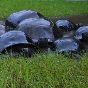 ALDABRA BREEDER