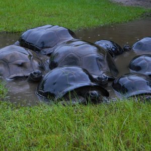 ALDABRA BREEDER