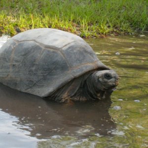 ALDABRA BREEDER