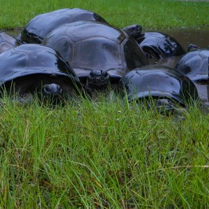 ALDABRA BREEDER