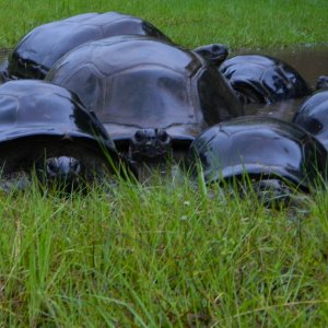 ALDABRA BREEDER