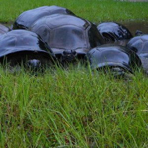 ALDABRA BREEDER