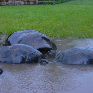 ALDABRA BREEDER