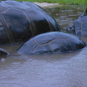 ALDABRA BREEDER