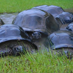 ALDABRA BREEDER