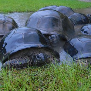 ALDABRA BREEDER