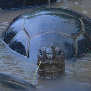 ALDABRA BREEDER