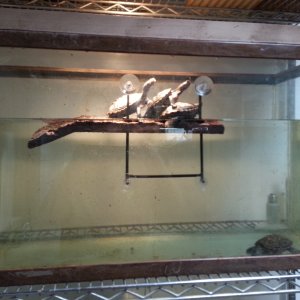 Northern Diamondback Terrapins
