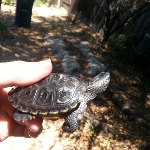 Northern Diamondback Terrapin