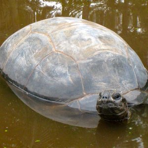 ALDABRA BREEDER