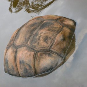 ALDABRA BREEDER