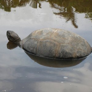 ALDABRA BREEDER