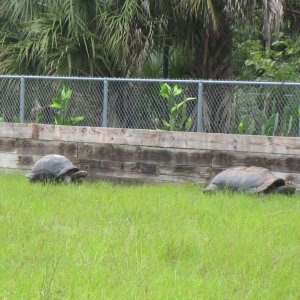 ALDABRA BREEDER