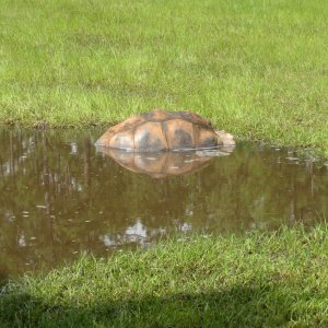 ALDABRA BREEDER