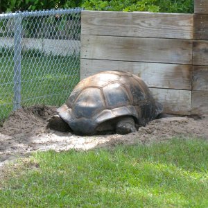ALDABRA BREEDER