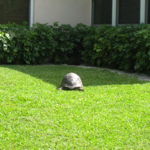 ALDABRA BREEDER