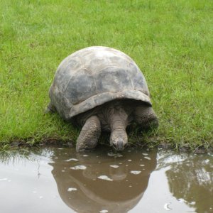 ALDABRA BREEDER