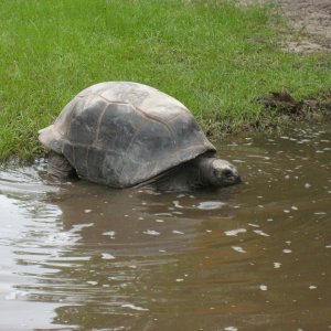 ALDABRA BREEDER