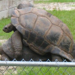 ALDABRA BREEDER