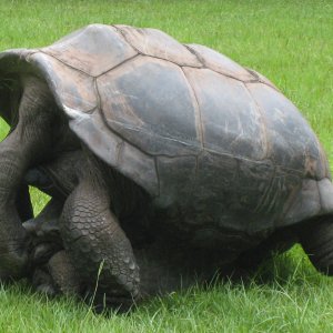 ALDABRA BREEDER