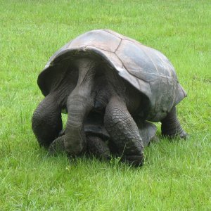ALDABRA BREEDER