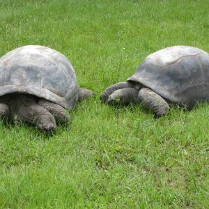 ALDABRA BREEDER