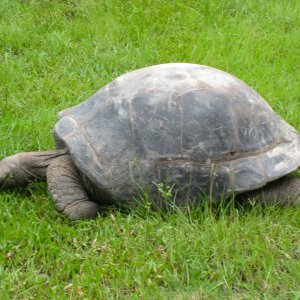 ALDABRA BREEDER