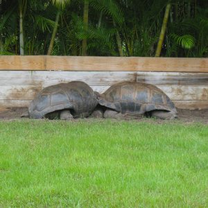 ALDABRA BREEDER