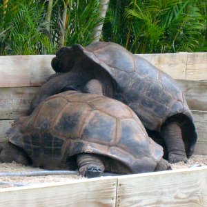 ALDABRA BREEDER