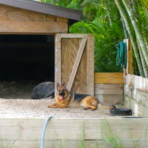 ALDABRA BREEDER