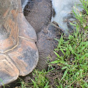 ALDABRA BREEDER